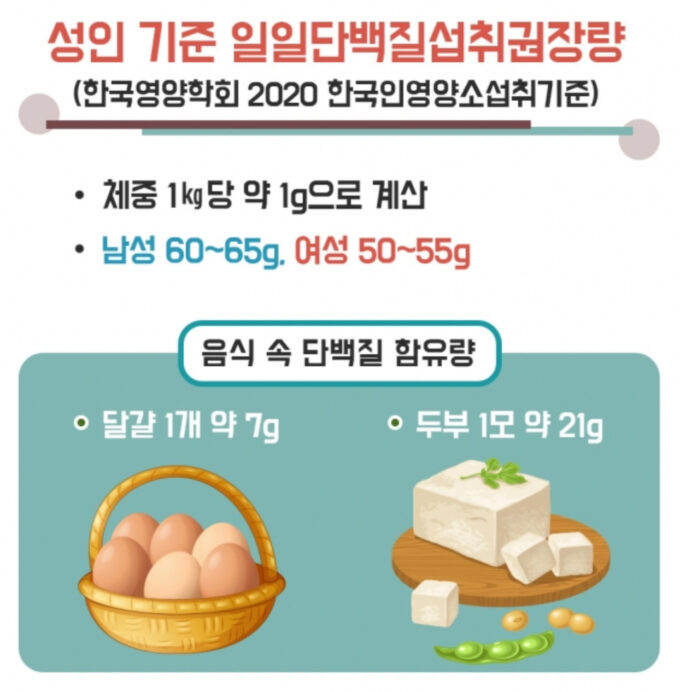 단백질섭취권장량